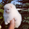 Additional photos: Pomeranian puppies