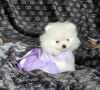 Photo №2 to announcement № 124449 for the sale of pomeranian - buy in Germany private announcement