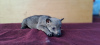 Additional photos: Czechoslovakian Wolfdog puppies