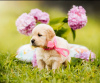 Photo №4. I will sell golden retriever in the city of Grodno. private announcement, from nursery - price - 943$