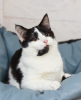 Photo №3. Black and white kitten Cosmos looking for a home. Russian Federation