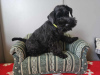 Additional photos: Black miniature schnauzer with a passport