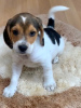 Photo №3. Beagle puppies. Belarus