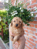 Photo №1. poodle (toy) - for sale in the city of Belgrade | 528$ | Announcement № 121326