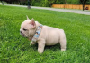 Photo №1. french bulldog - for sale in the city of Brussels | negotiated | Announcement № 82168