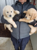 Photo №2 to announcement № 123439 for the sale of golden retriever - buy in Germany 