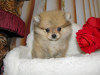 Photo №4. I will sell pomeranian in the city of Москва. private announcement, breeder - price - 338$