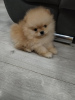 Photo №1. pomeranian - for sale in the city of Ašanja | 528$ | Announcement № 82704