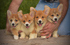 Additional photos: Welsh corgi pembroke puppies