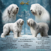 Photo №1. south russian sheepdog - for sale in the city of Saulkrasti | negotiated | Announcement № 10179