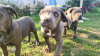 Additional photos: CANE CORSO beautiful puppies