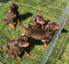 Photo №1. dobermann - for sale in the city of Брауншвейг | Is free | Announcement № 105453