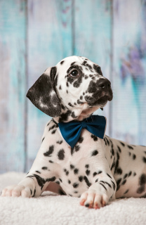 Photo №3. Cool Dalmatian puppies from Sweden. Russian Federation