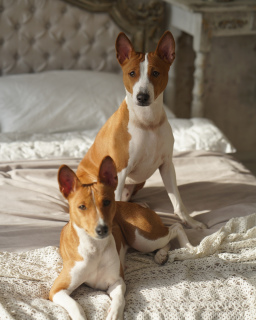 Additional photos: Basenji puppies