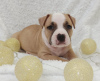 Additional photos: American Staffordshire Terrier puppies