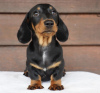 Additional photos: dachshund puppy