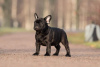 Photo №2 to announcement № 17354 for the sale of french bulldog - buy in Russian Federation from nursery