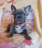 Photo №1. french bulldog - for sale in the city of Мёнхенгладбах | 370$ | Announcement № 42044