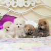 Photo №1. pomeranian - for sale in the city of Флорида Сити | 450$ | Announcement № 127569