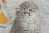 Photo №1. british longhair - for sale in the city of Dnipro | 900$ | Announcement № 51380