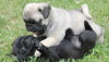 Photo №1. pug - for sale in the city of Фридрихсхафен | 423$ | Announcement № 106095