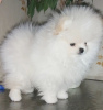 Photo №4. I will sell pomeranian in the city of Grand Junction. private announcement - price - negotiated