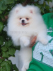 Photo №2 to announcement № 103978 for the sale of pomeranian - buy in Georgia private announcement, from nursery, breeder