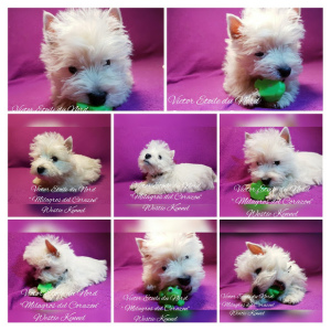 Photo №2 to announcement № 5923 for the sale of west highland white terrier - buy in Ukraine from nursery