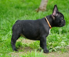 Photo №2 to announcement № 117876 for the sale of french bulldog - buy in Germany private announcement