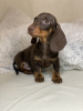 Photo №2 to announcement № 29314 for the sale of dachshund - buy in France breeder