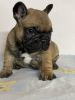 Additional photos: French bulldog from Don