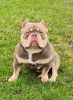 Photo №2 to announcement № 77210 for the sale of american bully - buy in Russian Federation private announcement