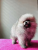 Photo №4. I will sell pomeranian in the city of Ужгород. private announcement - price - 1414$