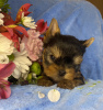 Photo №3. Yorkie puppies reserve. United States