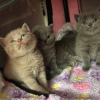 Photo №1. british shorthair - for sale in the city of Helsinki | negotiated | Announcement № 99591