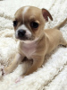 Additional photos: Chihuahua puppies