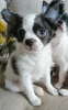 Photo №2 to announcement № 40389 for the sale of chihuahua - buy in Belarus private announcement, breeder
