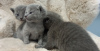 Photo №4. I will sell russian blue in the city of Velingrad. breeder - price - 1585$