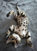 Photo №2 to announcement № 106330 for the sale of bengal cat - buy in New Zealand private announcement