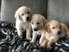 Photo №2 to announcement № 100172 for the sale of golden retriever - buy in Germany private announcement, from nursery, breeder