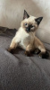 Photo №2 to announcement № 125418 for the sale of siamese cat - buy in Germany private announcement, breeder