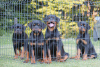 Photo №2 to announcement № 56966 for the sale of rottweiler - buy in Serbia breeder