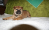 Photo №1. shiba inu - for sale in the city of Бохум | 581$ | Announcement № 122795