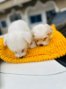 Photo №4. I will sell maltese dog in the city of Berlin. private announcement, from nursery, from the shelter, breeder - price - Is free