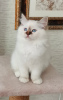 Photo №2 to announcement № 47056 for the sale of birman - buy in Belarus from nursery