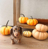 Photo №1. dachshund - for sale in the city of Tallinn | negotiated | Announcement № 124642