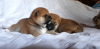 Additional photos: Shiba Inu puppies from RKF/FCI/NIPPO kennel