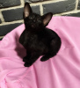 Photo №2 to announcement № 64822 for the sale of oriental shorthair - buy in Russian Federation private announcement, breeder