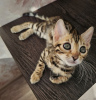 Photo №1. bengal cat - for sale in the city of Tulln | 423$ | Announcement № 106331