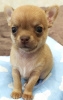 Photo №2 to announcement № 11194 for the sale of chihuahua - buy in Russian Federation from nursery